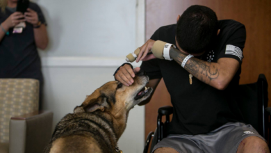 Injured soldier and army dog ​​reunited after receiving purple heart