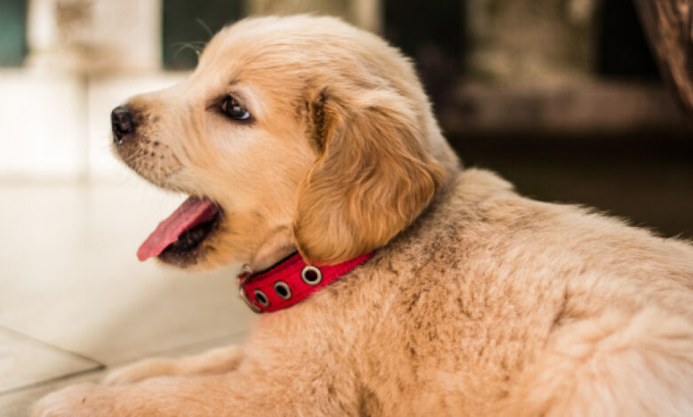 From food & toys to pet insurance, here's what you'll need when preparing for a puppy