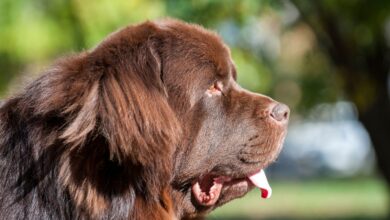 The Newfie is so beloved that the breed has its very own pet holiday, with National Newfoundland Dog Day taking place on March 25. 