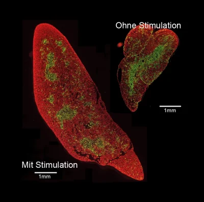 Secrets of thymus formation revealed