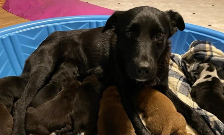 Mama Dog Losing the nest is a miracle for ten orphaned puppies