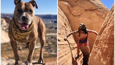 Rescued from a life of horrors, this dog now explores the world with his best friend