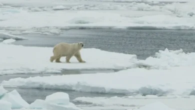 Polynyas Are Important for Springtime Polar Bear Feeding - Is It Growing With That?