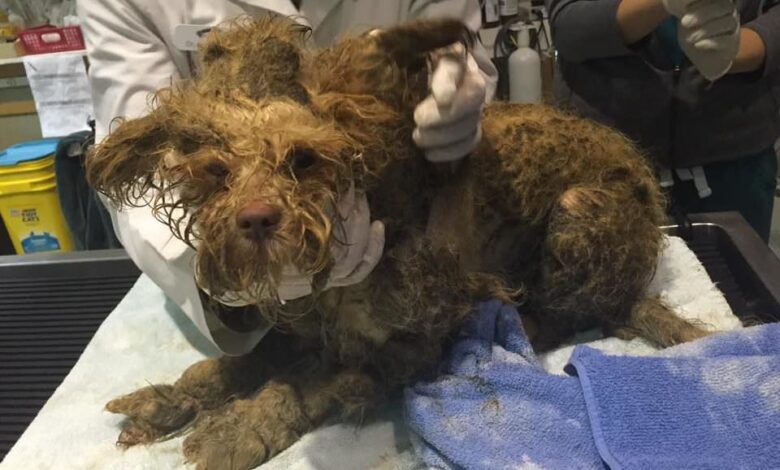 Rescuer shaves off his ripe coat to reveal the beautiful rescue dog underneath