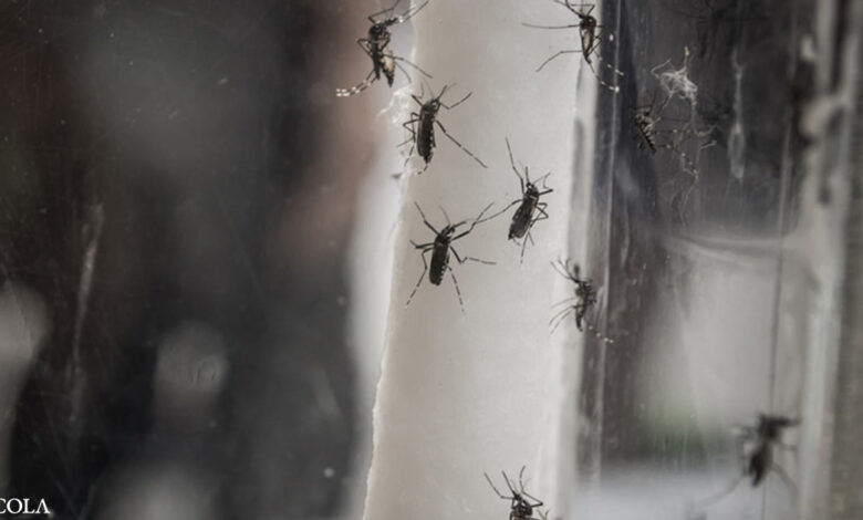Billions of GE mosquitoes released, health risks ignored