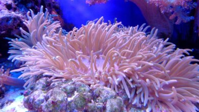 Scientists Discover Sea Coral With Chemicals That Can Help in Cancer Treatment