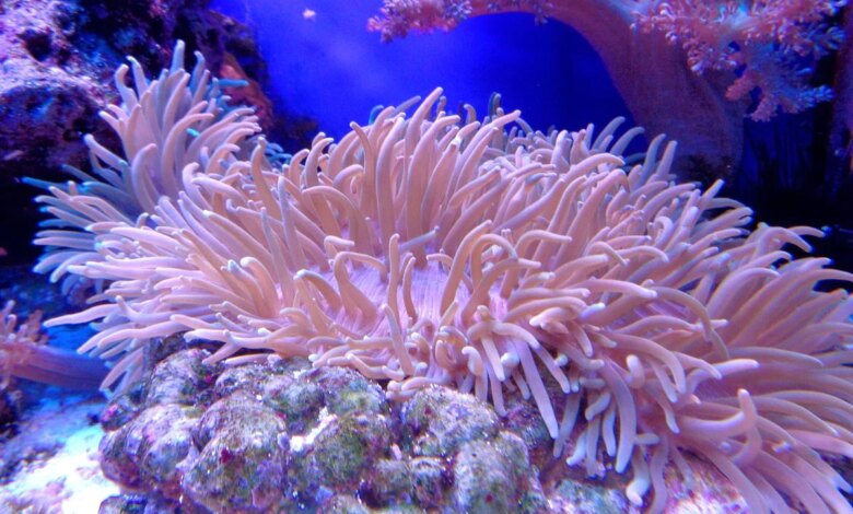 Scientists Discover Sea Coral With Chemicals That Can Help in Cancer Treatment
