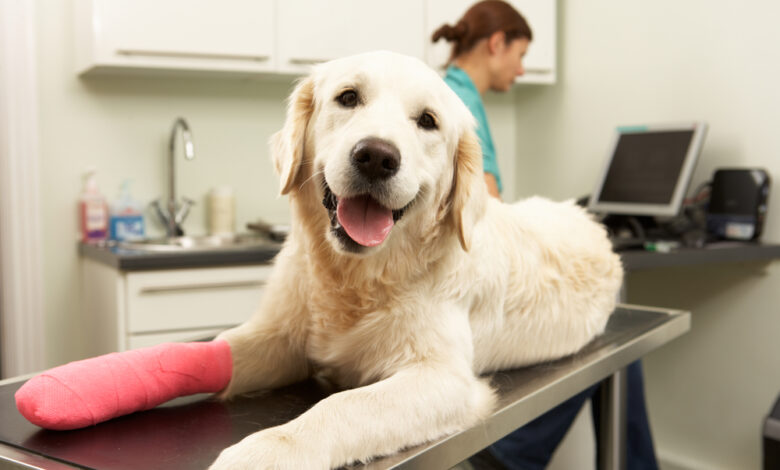 Best dog & cat insurance in Michigan for 2022