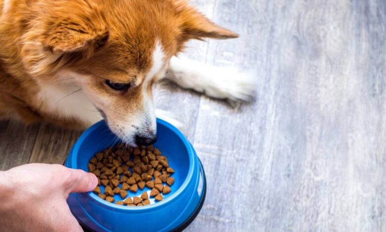 The best bowl of dog food