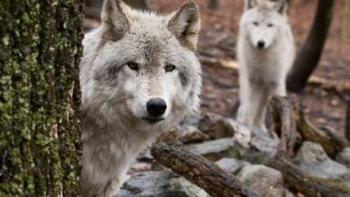 14 Dog Breeds That Are Closely Related to Wolves (You'll Be Amazed!)