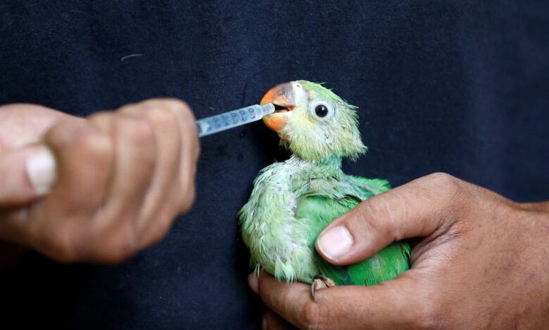 A parakeet is given water mixed with multivitamins