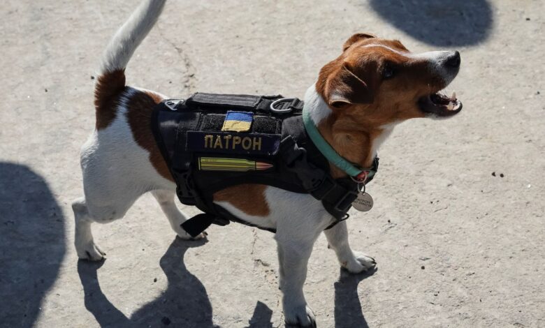 A dog named Patron (cartridge) and trained to search for explosives is seen at an airfield, as Russia's attack on Ukraine continues, in the town of Hostomel, in Kyiv region, Ukraine May 5, 2022. REUTERS/Gleb Garanich