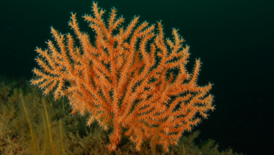 UK corals predicted to expand range due to climate change |  Science & Technology News