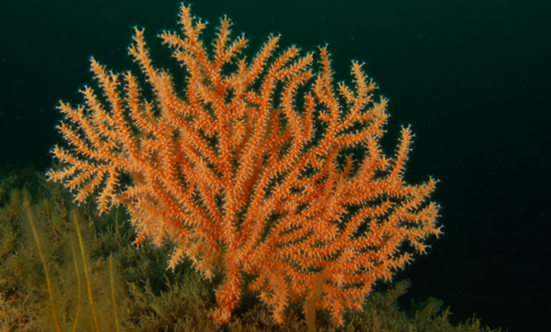 UK corals predicted to expand range due to climate change |  Science & Technology News