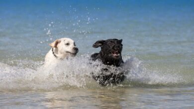 A black Labrador and a yellow Labrador racing each other through the beautiful blue water at the beach with lots of splashing.