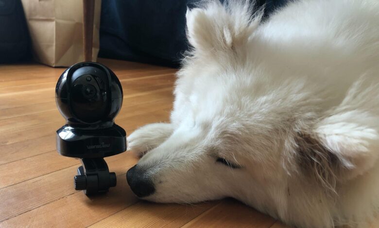 Can you use security cameras to keep an eye on your pet?