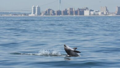 Eavesdropping on the secret lives of dolphins in New York Harbor