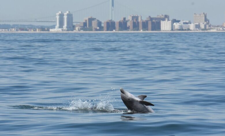 Eavesdropping on the secret lives of dolphins in New York Harbor