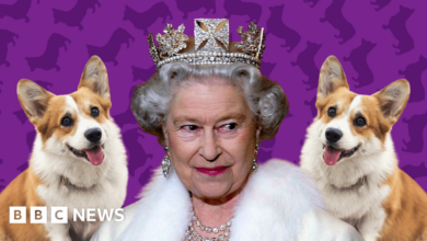 Corgis: How the Queen fell in love and started a phenomenon