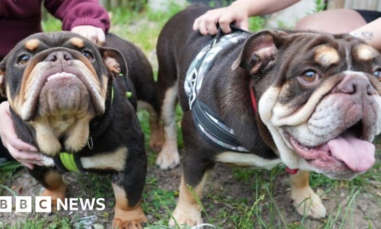 Illegal dog breeding investigation doubles in Wales