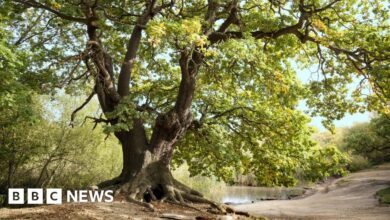 New map of ancient trees an opportunity to preserve