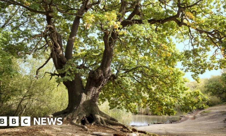 New map of ancient trees an opportunity to preserve
