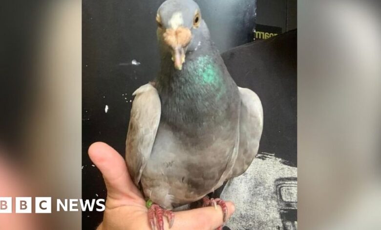 Missing Bob pigeon found 4,000 miles away in Alabama