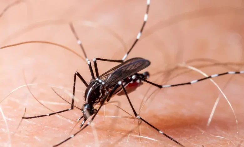 CNN Hypes False Claims About Dengue, Brings Climate Concerns Before Truth, Again - Are You Worried About It?