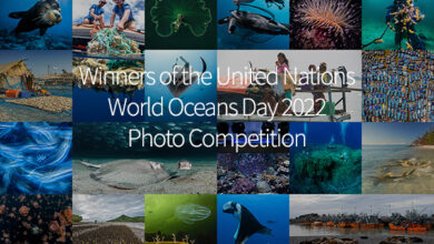 Announcing the winners of the IXth UN World Oceans Day photo contest