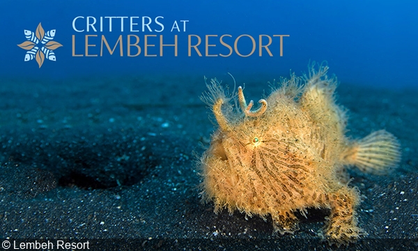 Jobs for Director of Photo Center at Lembeh . Resort
