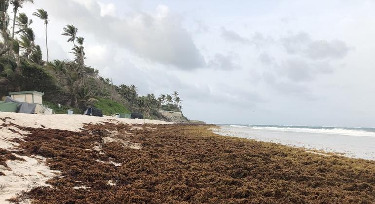 First person: Barbadian businessman turns sargassum into money |