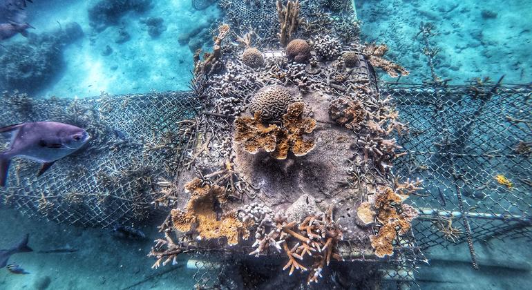 Exploring the largest ocean reef restoration project in the Americas: ‘One Million Corals for Colombia’ | Un millón de corales por Colombia: El proyecto de restauración oceánica más grande de las Américas