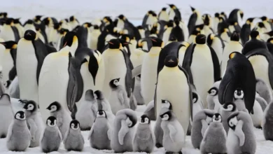 China's Antarctic Treaty on Ruins Try to Grant Special Protective Status to Emperor Penguins - Do You Support That?