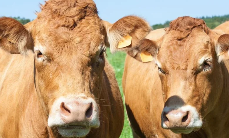 The role of bovine methane on climate is magnified by a factor of 3 to 4!  - Is it good?