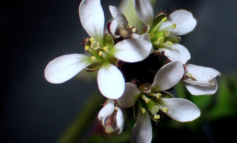 Flowers of C. hirsuta, stereomicroscope 10X. Image credit: Aelwyn via Wikimedia, GFDL