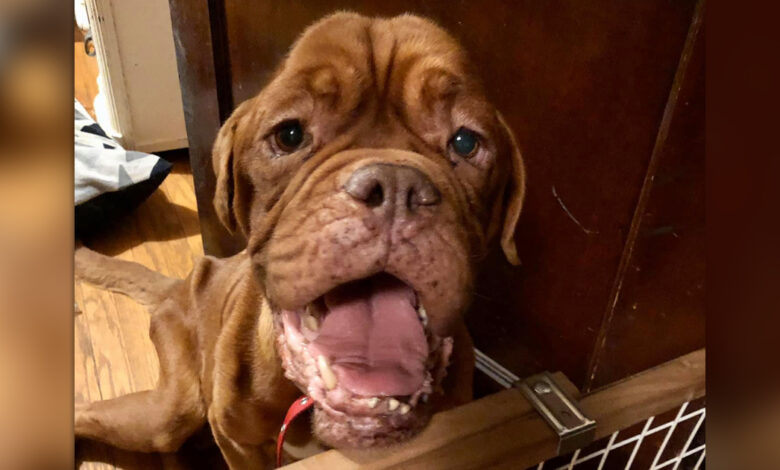 Mastiff with terminal cancer is adopted in her final days