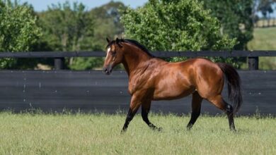 Australia Stallion has no doubt passed away at the age of 21