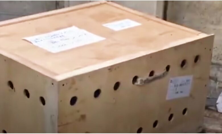 Wooden box left at the airport for the week, they opened it and discovered something 'evil'