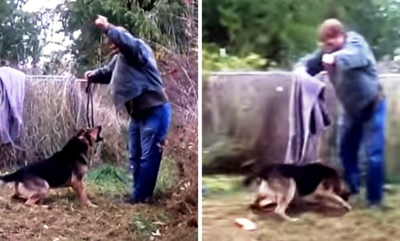 Man has been trying to free his chained dog all his life but the dog lunges at him right away