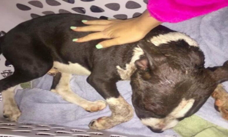 Bait Puppy collapses in front of a stranger's house and the owner rushes in to save his life