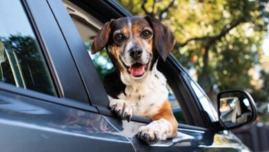 Must-know rules on the road today - Dogster