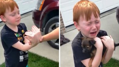 The boy saved up to buy a puppy, his grandmother asked him to close his eyes and stretch his arms
