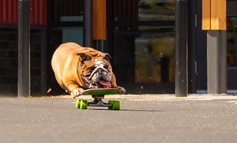 Chowder the Skateboarding Bulldog has a need for speed