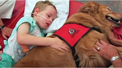 Boy with brain injury won't wake up, family says 'goodbye' as dog lays on top of him