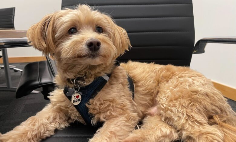 5 companies are hiring right where you can bring your dog to work