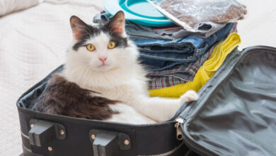 Grey and white cat sitting in a packed suitcase looking directly at the camera