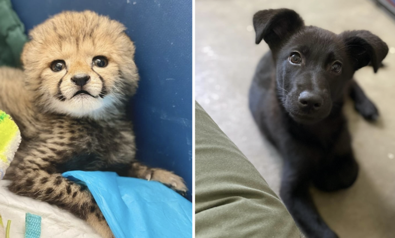 Rescue Puppy Fall in love with companion Cheetah Cub