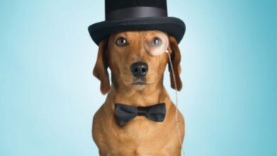 If Dogs Wrote a Manners Column - Dogster