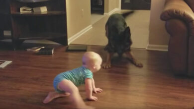 Dog and baby 'engage' in game of chase leaving mom with no choice but to record them both