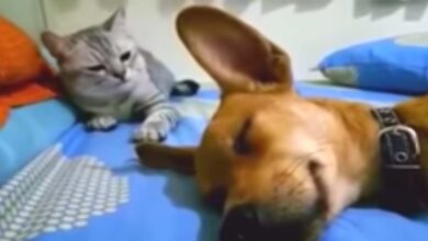 The dog farted while sleeping and the 'return' of the cat made the audience go crazy